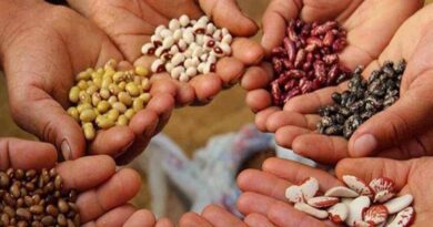अब जल्दी मिलेगा बीज प्रमाणीकरण, राजस्थान सरकार ने किसानों के हित में बदले नियम