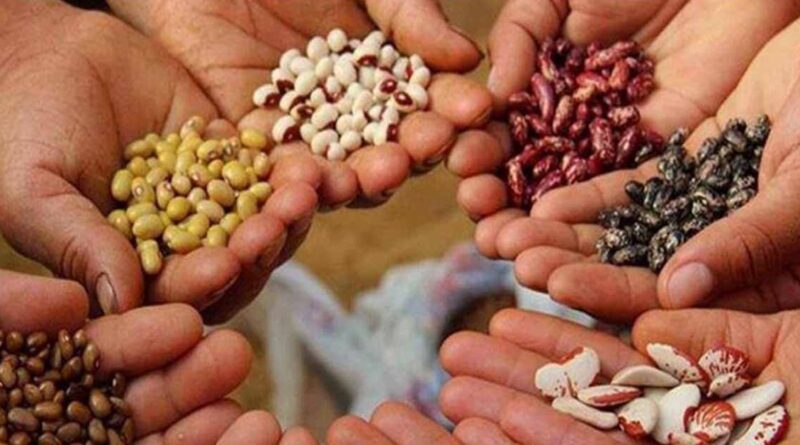 अब जल्दी मिलेगा बीज प्रमाणीकरण, राजस्थान सरकार ने किसानों के हित में बदले नियम