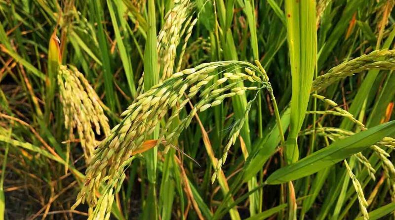 अधिक उपज देने वाली धान की किस्म: पूसा बासमती 1609