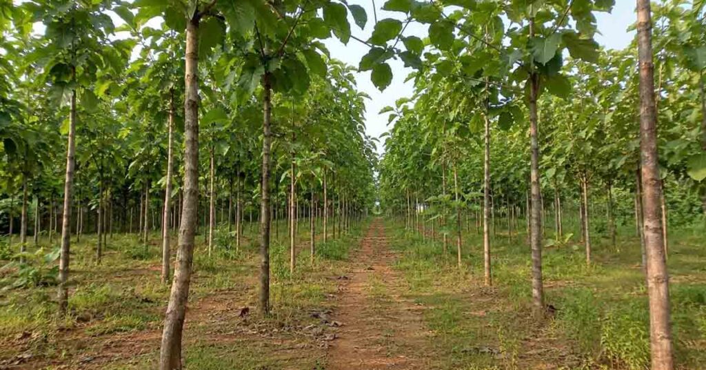 सागवान की खेती पर सरकार देगी 100% अनुदान, किसानों के लिए बनेगा भविष्य का ‘हरित निवेश’