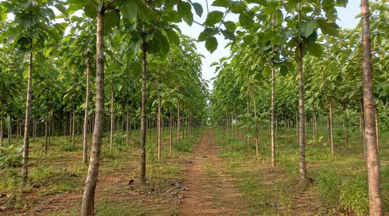 सागवान की खेती पर सरकार देगी 100% अनुदान, किसानों के लिए बनेगा भविष्य का ‘हरित निवेश’