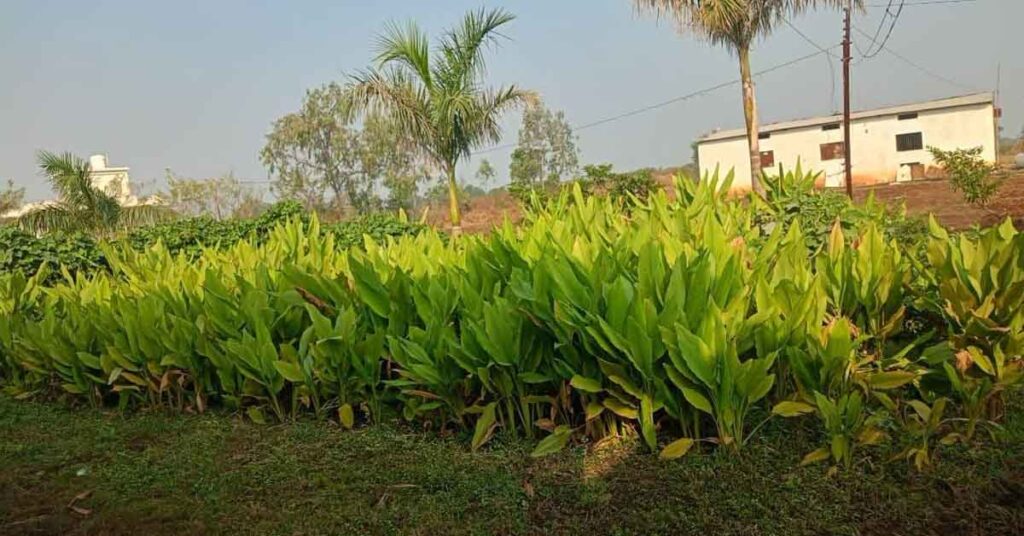 भोपाल: जैविक खेती के प्रेरणास्रोत कृषक मजीद खान