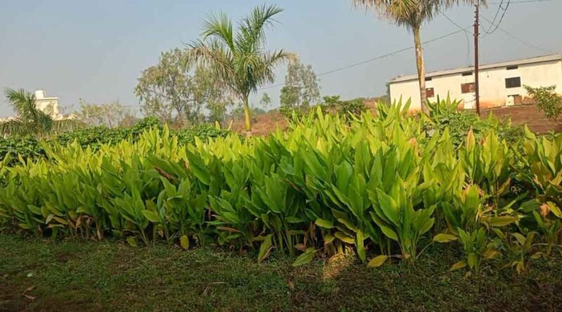 भोपाल: जैविक खेती के प्रेरणास्रोत कृषक मजीद खान