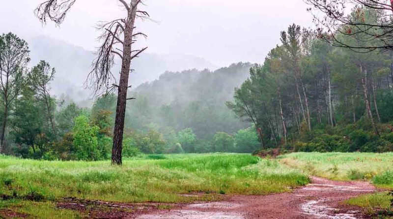 IMD Weather Update: पूर्वोत्तर में मूसलाधार बारिश का अलर्ट, यूपी में भीषण लू जारी; जानें आपके राज्य का मौसम