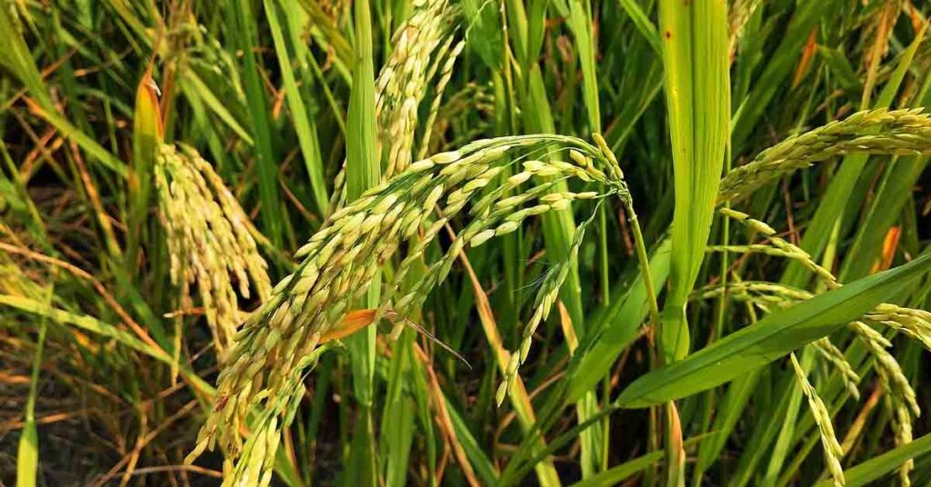 अधिक उपज देने वाली धान की किस्म: पूसा बासमती 1