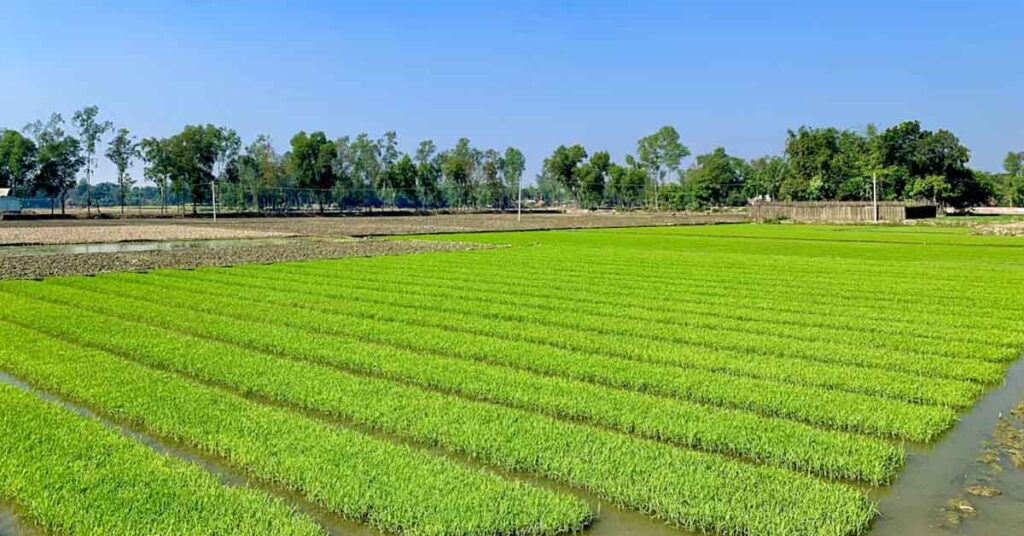 उमरिया: कम वर्षा की स्थिति में वैकल्पिक फसलों का उत्पादन करें कृषक