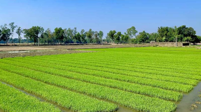 उमरिया: कम वर्षा की स्थिति में वैकल्पिक फसलों का उत्पादन करें कृषक