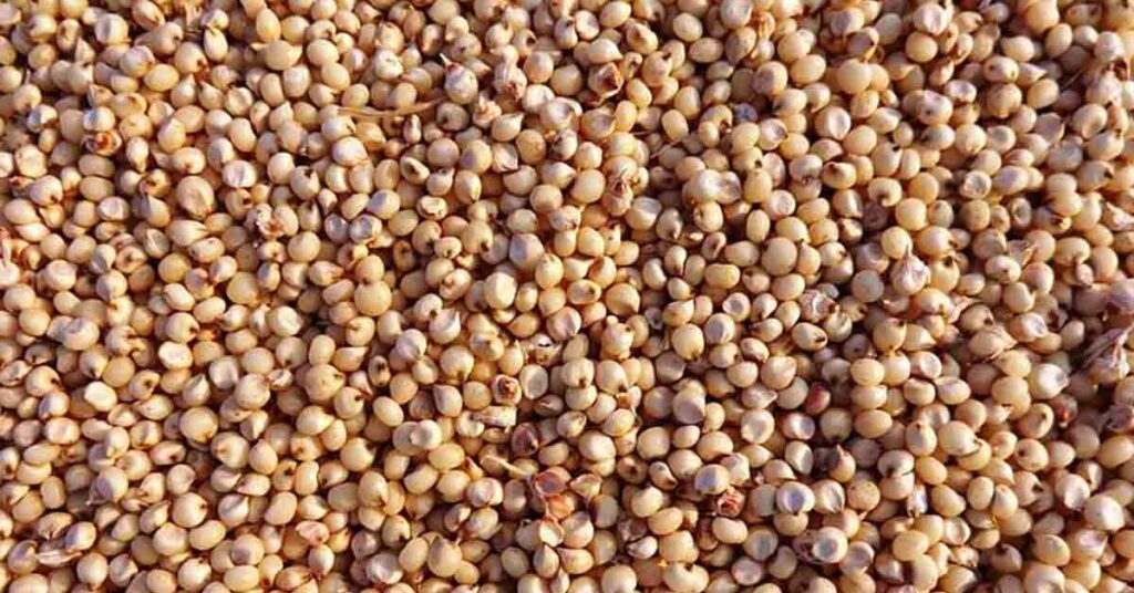सागर: बीना में बदल रही खेती की तस्वीर
