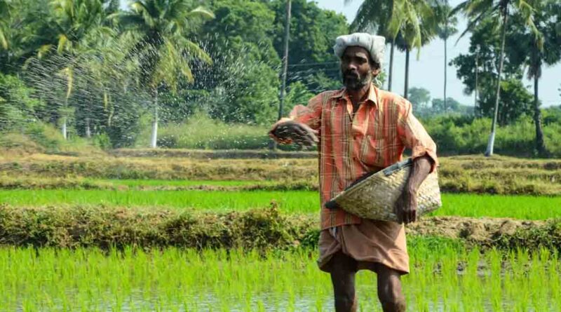 DAP बनाम NPK 19:19:19: किसान किसे चुनें और कब?