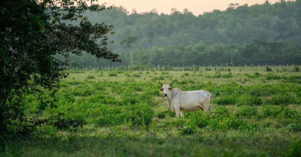 काटकूट का गौ -समाधि अभियान बना मिसाल