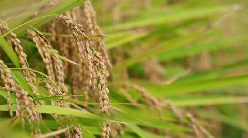 आज का धान मंडी रेट (09 जून 2026)