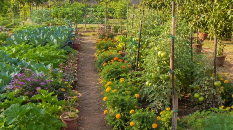उद्यानिकी का रकबा बढ़ाने के लिये किसानों को प्रोत्साहित करें : कृषि उत्पादन आयुक्त बर्णवाल