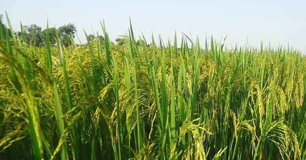 सीहोर कृषि उप संचालक ने की खरीफ सीजन की तैयारियों की समीक्षा