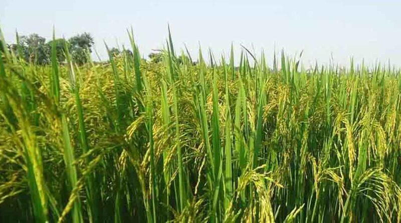 सीहोर कृषि उप संचालक ने की खरीफ सीजन की तैयारियों की समीक्षा