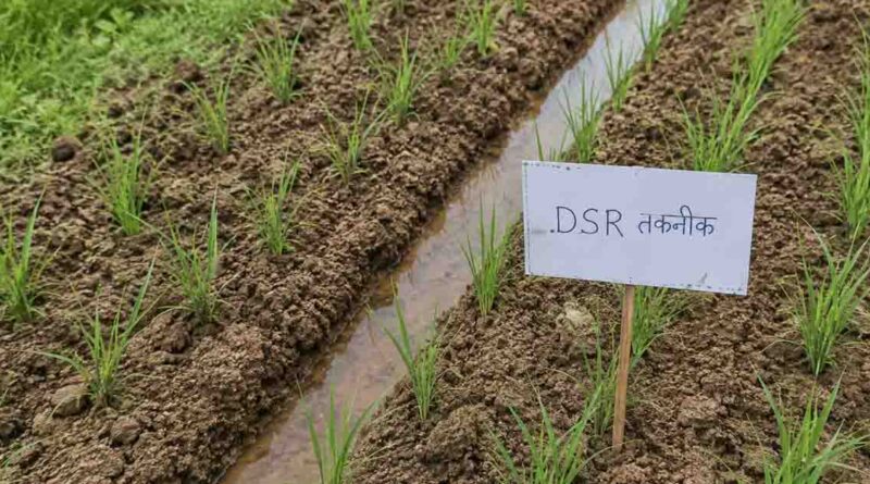 बालाघाट: किसानों ने अपनाई डीएसआर तकनीक