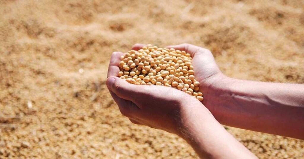 Soybean Mandi Bhav: महाराष्ट्र में सोयाबीन के दाम ₹7,100 तक पहुंचे, देखें आज के ताजा मंडी रेट