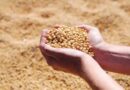 Soybean Mandi Bhav: महाराष्ट्र में सोयाबीन के दाम ₹7,100 तक पहुंचे, देखें आज के ताजा मंडी रेट