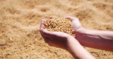 Soybean Mandi Bhav: महाराष्ट्र में सोयाबीन के दाम ₹7,100 तक पहुंचे, देखें आज के ताजा मंडी रेट