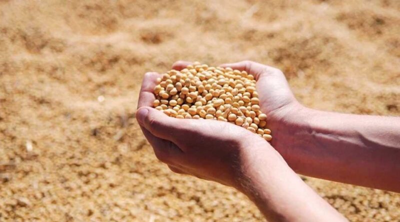 Soybean Mandi Bhav: महाराष्ट्र में सोयाबीन के दाम ₹7,100 तक पहुंचे, देखें आज के ताजा मंडी रेट
