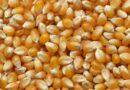 आज का मक्का मंडी रेट (30 जून 2026)
