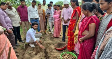 धान नहीं, अब हल्दी से होगी मोटी कमाई! धमतरी के 250 किसानों ने बोए 10 टन बीज; 250 टन उत्पादन का लक्ष्य