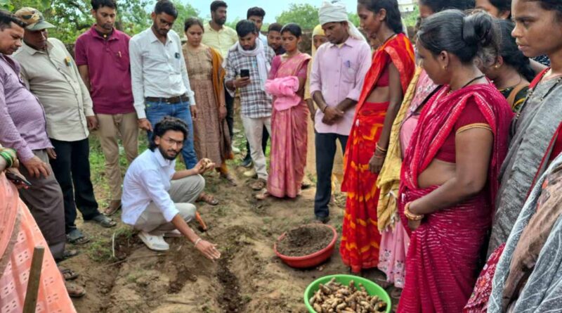 धान नहीं, अब हल्दी से होगी मोटी कमाई! धमतरी के 250 किसानों ने बोए 10 टन बीज; 250 टन उत्पादन का लक्ष्य