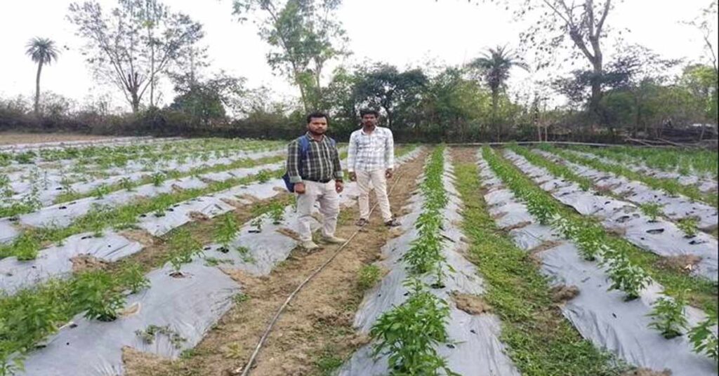 मिर्च-टमाटर की खेती ने किसान को बनाया लखपति! सिर्फ 1.20 हेक्टेयर में कमाए 3.40 लाख रुपए, जानिए सफलता का राज