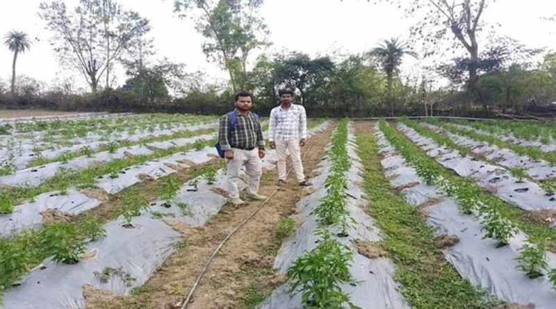 मिर्च-टमाटर की खेती ने किसान को बनाया लखपति! सिर्फ 1.20 हेक्टेयर में कमाए 3.40 लाख रुपए, जानिए सफलता का राज