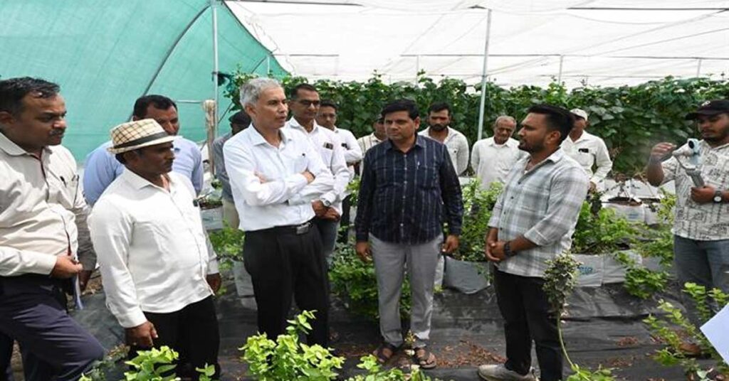 विदेशी फूलों और ब्लूबेरी की खेती से चमकी किसानों की किस्मत, बदनावर के मॉडल ने जीता मुख्य सचिव का दिल