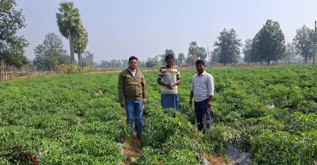 Success Story: शेडनेट हाउस में उगाईं सब्जियां, मिर्च की खेती से किसान ने कमाए 7 लाख रुपये