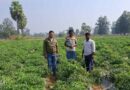Success Story: शेडनेट हाउस में उगाईं सब्जियां, मिर्च की खेती से किसान ने कमाए 7 लाख रुपये  