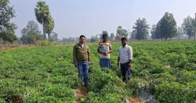 Success Story: शेडनेट हाउस में उगाईं सब्जियां, मिर्च की खेती से किसान ने कमाए 7 लाख रुपये  