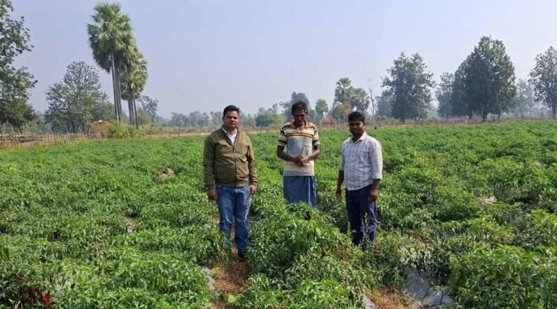Success Story: शेडनेट हाउस में उगाईं सब्जियां, मिर्च की खेती से किसान ने कमाए 7 लाख रुपये  