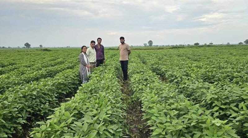 सोयाबीन की खेती में अपनाई ये खास तकनीक, किसान ने सिर्फ 3 बीघा से कमाया 1 लाख का शुद्ध लाभ