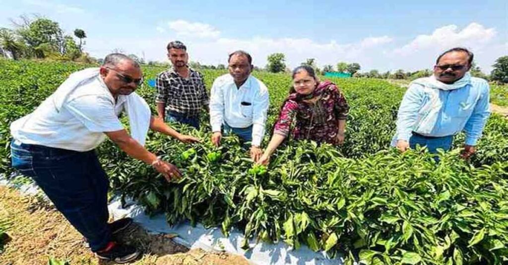 मध्यप्रदेश: ड्रिप सिंचाई बनी वरदान, शिमला मिर्च की खेती से किसान ने कमाया 9.75 लाख का मुनाफा; जानें कैसे  