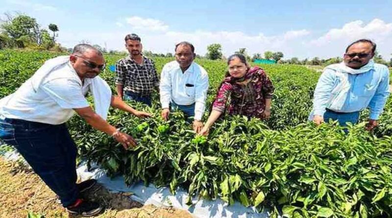 मध्यप्रदेश: ड्रिप सिंचाई बनी वरदान, शिमला मिर्च की खेती से किसान ने कमाया 9.75 लाख का मुनाफा; जानें कैसे  