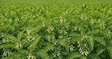 रायपुर : ढैंचा की हरी खाद अपनाकर किसान घटाएं यूरिया खपत,  बढ़ाएं  मिट्टी की उर्वरता