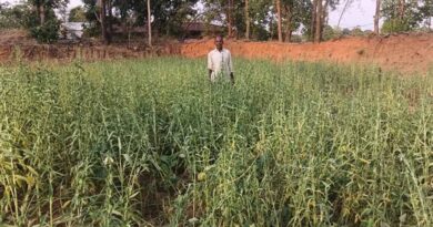 ग्रीष्मकालीन तिल की खेती बनी फायदे का सौदा, थुर्रेमेटा के किसान ने पेश की मिसाल