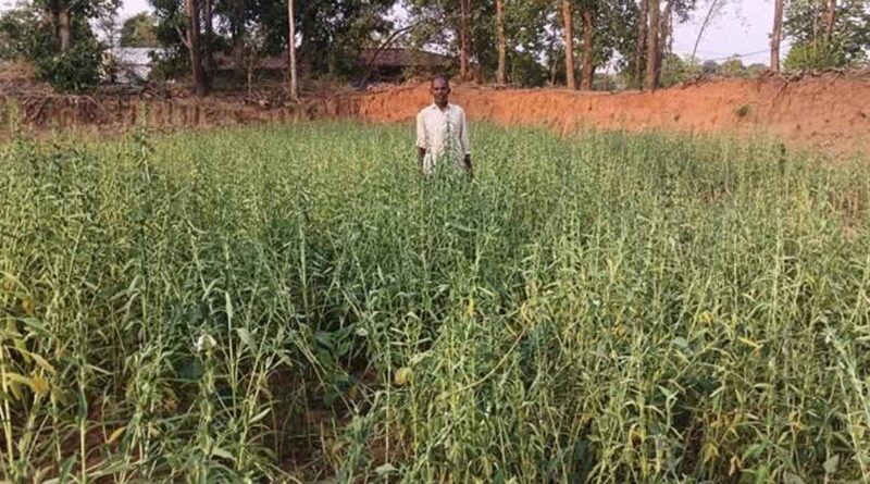 ग्रीष्मकालीन तिल की खेती बनी फायदे का सौदा, थुर्रेमेटा के किसान ने पेश की मिसाल