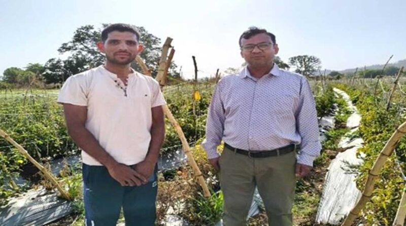 टमाटर की खेती ने बदल दी किसान की जिंदगी, एक एकड़ में कमाए 3 लाख रुपये; जानिए कैसे  