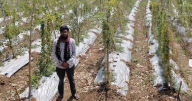 करेले की खेती से किसान की आय में रिकॉर्ड बढ़ोतरी, धान के मुकाबले 7 गुना अधिक हुआ मुनाफा