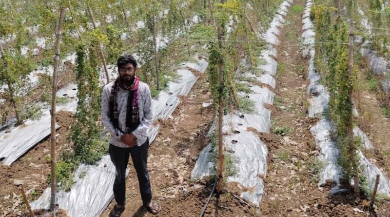 करेले की खेती से किसान की आय में रिकॉर्ड बढ़ोतरी, धान के मुकाबले 7 गुना अधिक हुआ मुनाफा