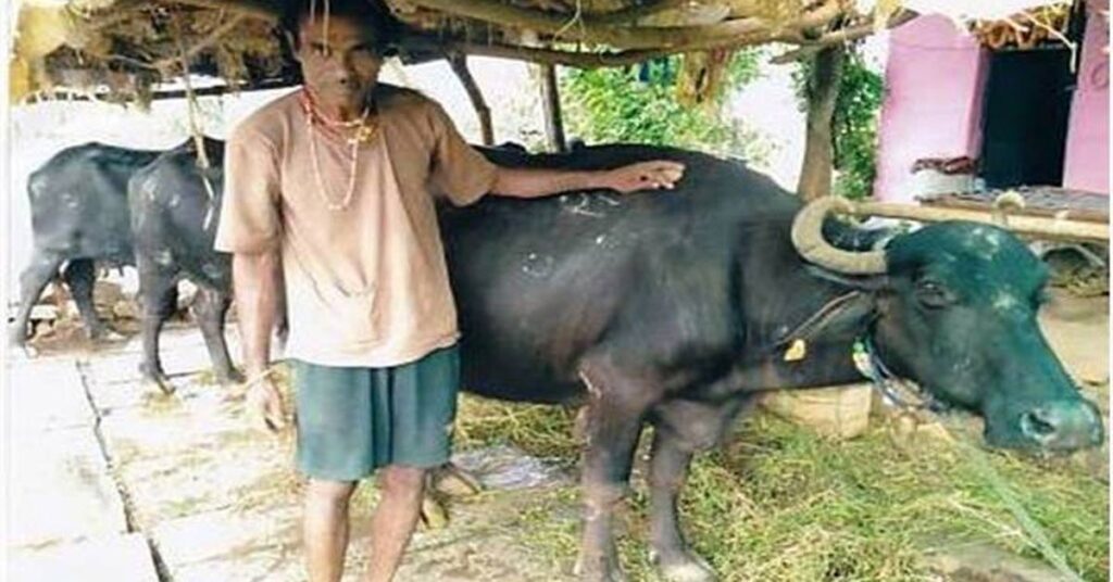 गौ संवर्धन योजना बनी सहारा! किसान ने 5 भैंसों से शुरू किया डेयरी व्यवसाय, अब हर महीने हो रही हजारों की कमाई