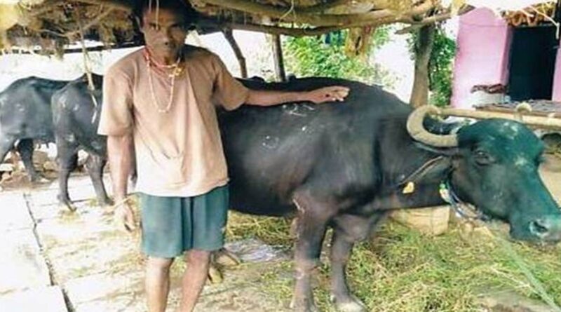 गौ संवर्धन योजना बनी सहारा! किसान ने 5 भैंसों से शुरू किया डेयरी व्यवसाय, अब हर महीने हो रही हजारों की कमाई