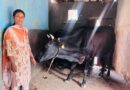 रायपुर: पशुपालन ने बदली सरस्वती पैंकरा की किस्मत, दूध बेचकर हर महीने कमा रहीं 20 हजार रुपए
