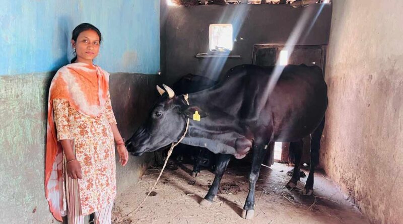 रायपुर: पशुपालन ने बदली सरस्वती पैंकरा की किस्मत, दूध बेचकर हर महीने कमा रहीं 20 हजार रुपए