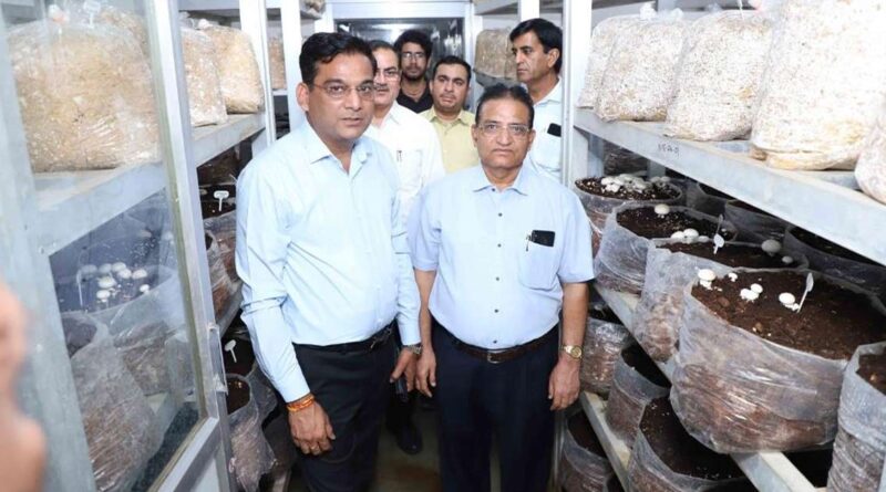 राजस्थान में मशरूम खेती को मिलेगा बढ़ावा, किसानों को दिया जाएगा विशेष प्रशिक्षण