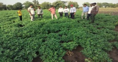 मध्यप्रदेश: झाबुआ में ग्रीष्मकालीन मूंगफली फसल का निरीक्षण, फसल स्वस्थ और रोगमुक्त मिली