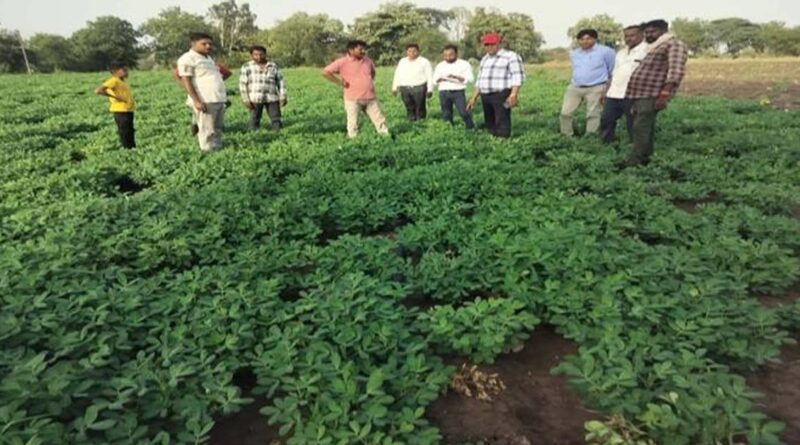 मध्यप्रदेश: झाबुआ में ग्रीष्मकालीन मूंगफली फसल का निरीक्षण, फसल स्वस्थ और रोगमुक्त मिली