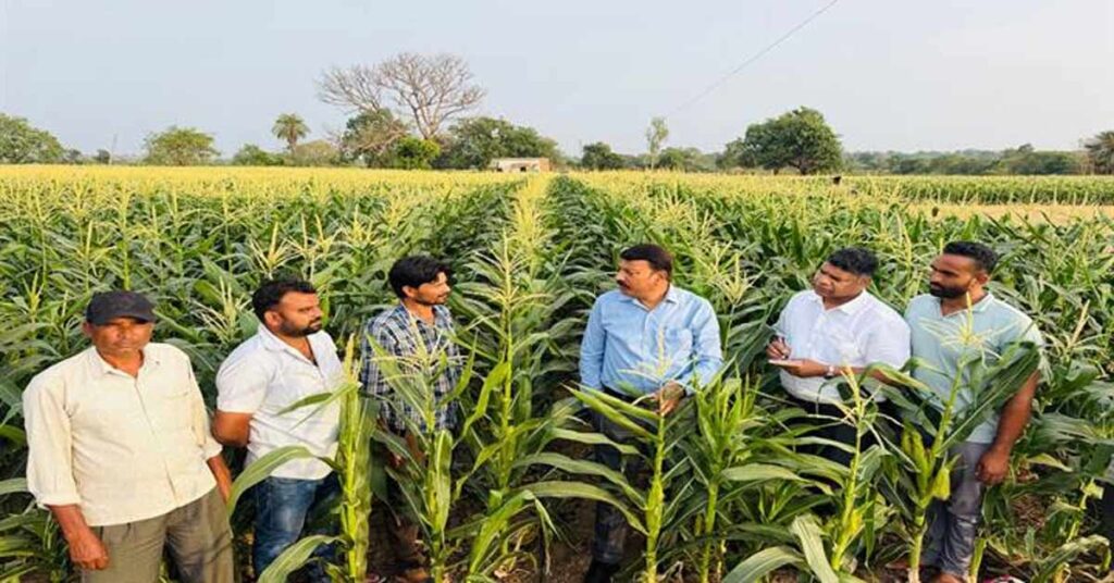 75 दिन में तैयार होने वाली इस फसल ने किसान को बनाया मालामाल, अब 15 एकड़ में कर रहे खेती